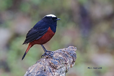 White-capped Water Redstart