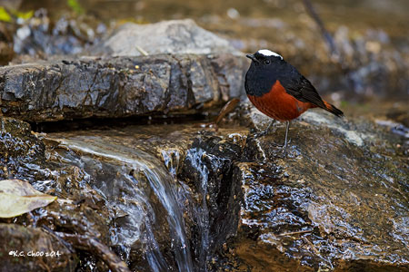 White-capped Water Redstart