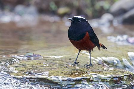 White-capped Water Redstart