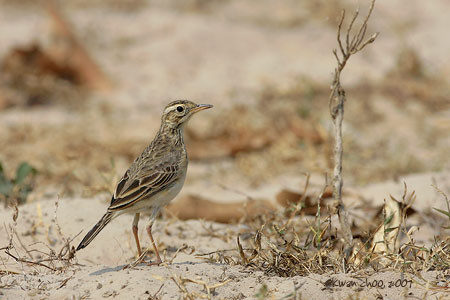 Richard's Pipit