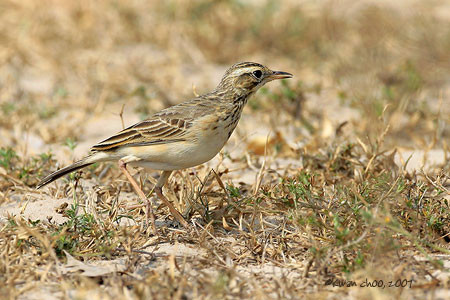 Richard's Pipit
