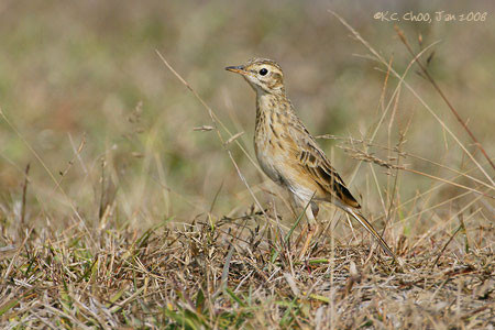 Richard's Pipit