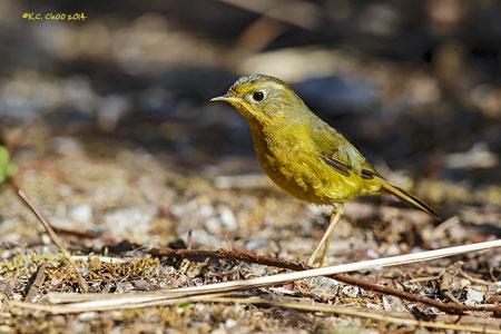 Golden Bush Robin