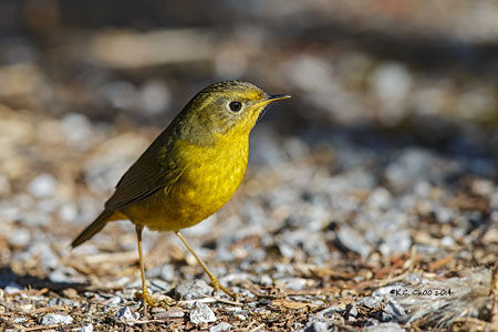 Golden Bush Robin