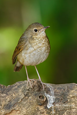 Siberian Blue Robin