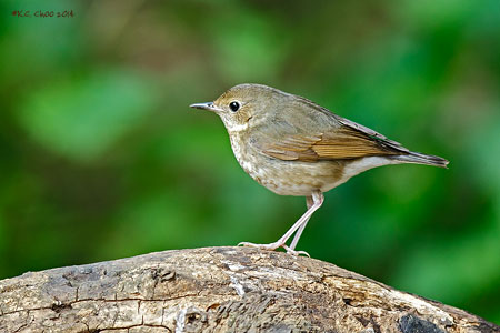 Siberian Blue Robin