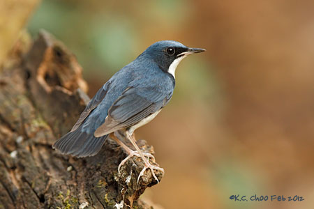Siberian Blue Robin