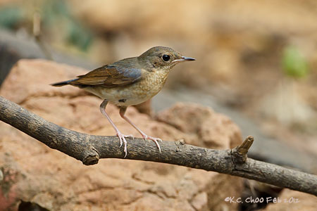 Siberian Blue Robin