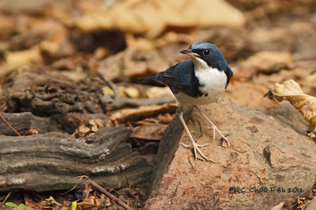 Siberian Blue Robin