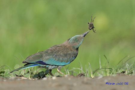 Indian Roller