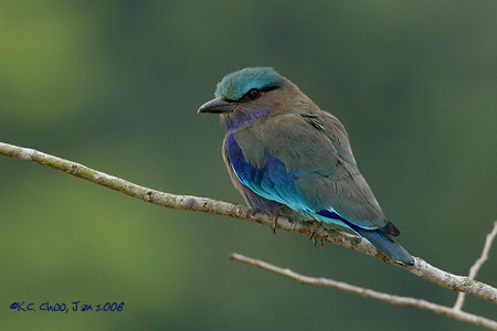 Indian Roller