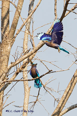 Indian Roller