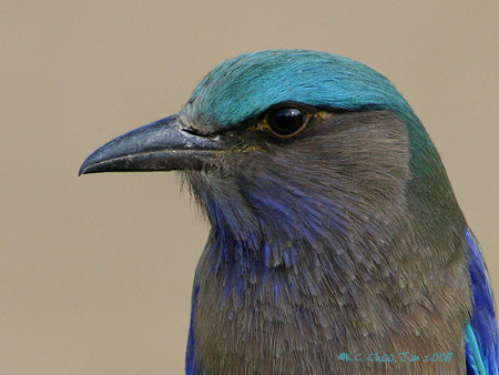 Indian Roller