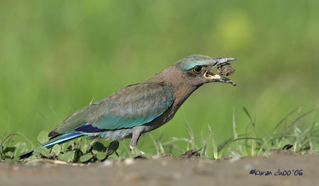 Indian Roller
