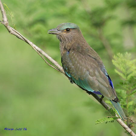Indian Roller
