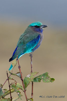 Indian Roller