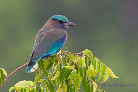Indian Roller