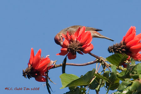 Common Rosefinch