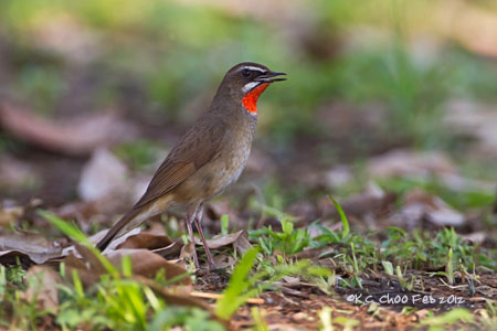 Siberian Rubythroat