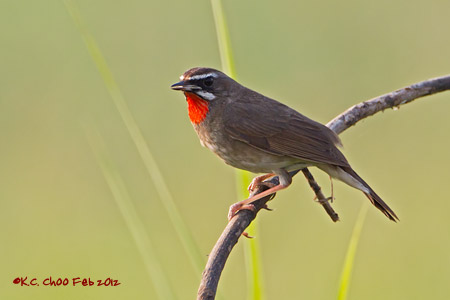 Siberian Rubythroat