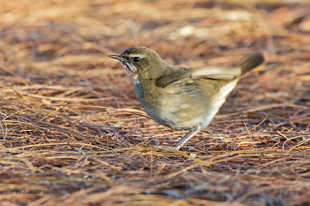 Siberian Rubythroat