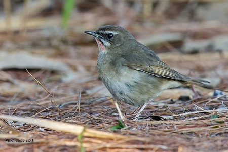 Siberian Rubythroat