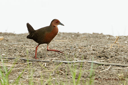 Ruddy-breasted Crake