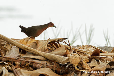 Ruddy-breasted Crake