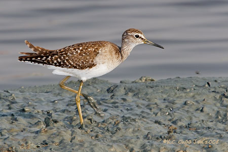 Marsh Sandpiper