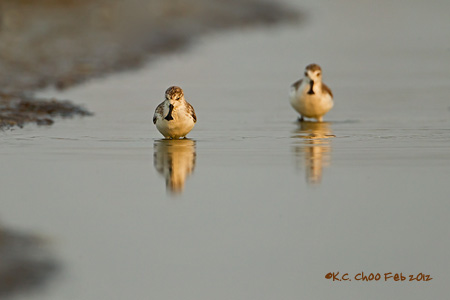 Spoon-Billed Sandpiper