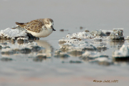 Spoon-Billed Sandpiper