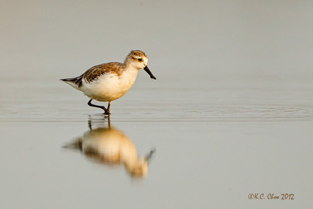 Spoon-Billed Sandpiper