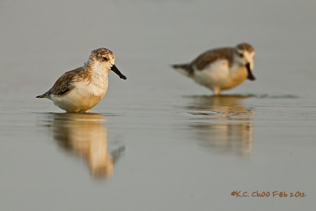 Spoon-Billed Sandpiper