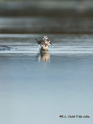 Spoon-Billed Sandpiper