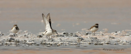 Spoon-Billed Sandpiper