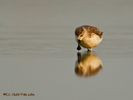 Spoon-Billed Sandpiper