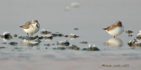 Spoon-Billed Sandpiper