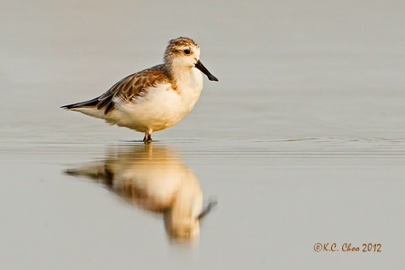 Spoon-Billed Sandpiper