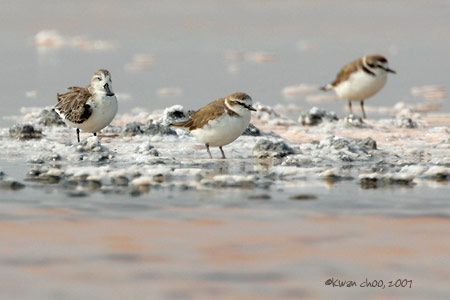 Spoon-Billed Sandpiper