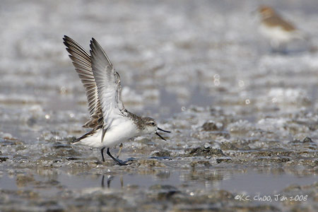 Spoon-Billed Sandpiper