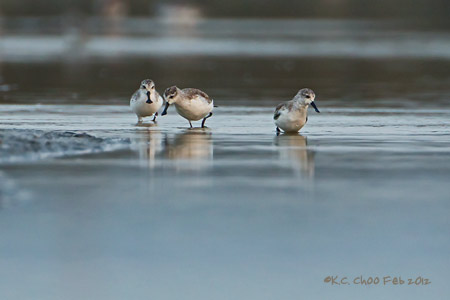 Spoon-Billed Sandpiper