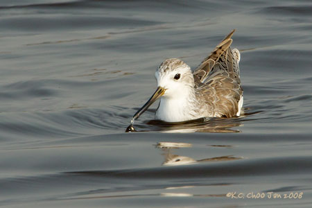 Wood Sandpiper