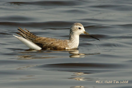 Wood Sandpiper