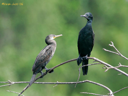 Indian Shag