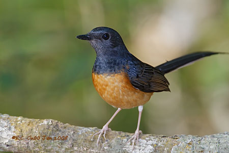 White-rumped Shama