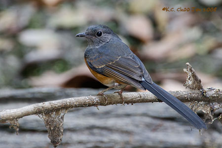 White-rumped Shama
