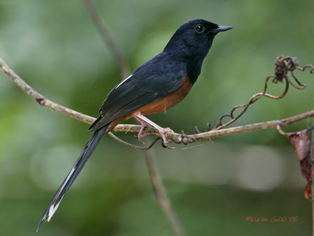 White-rumped Shama