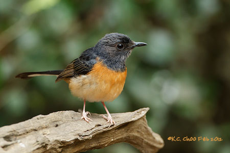 White-rumped Shama