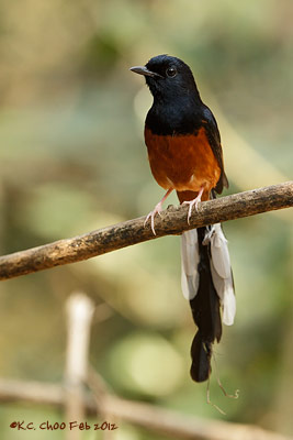 White-rumped Shama