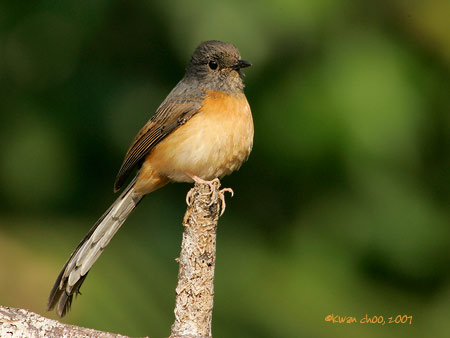 White-rumped Shama
